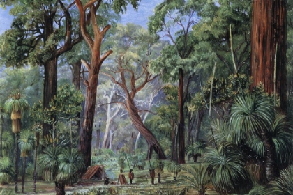Picture of SCENE IN A WEST AUSTRALIAN FOREST