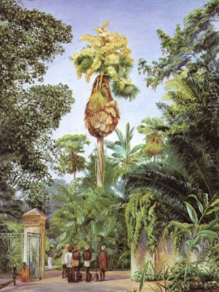 Picture of TALIPUT PALM, PERADENIYA, CEYLON