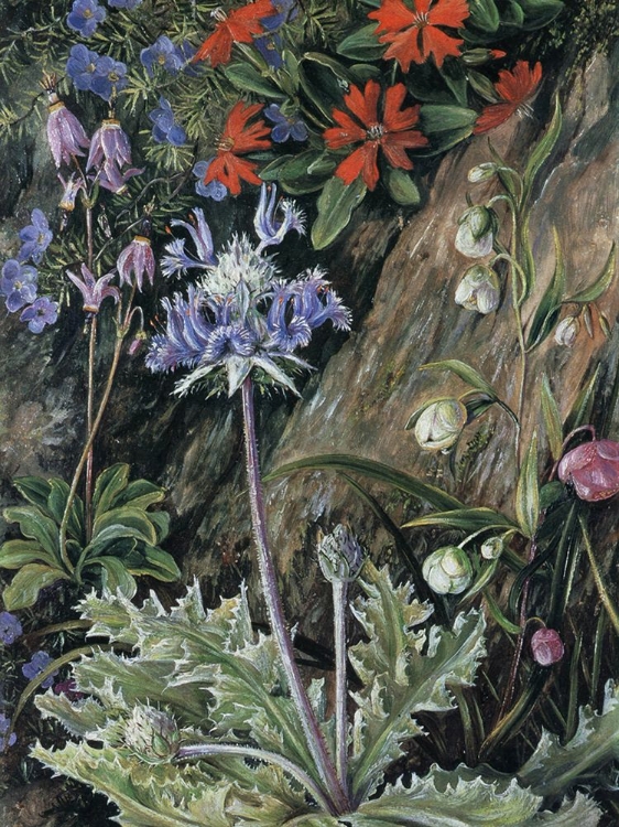 Picture of THISTLE-LEAVED SAGE, CALIFORNIA