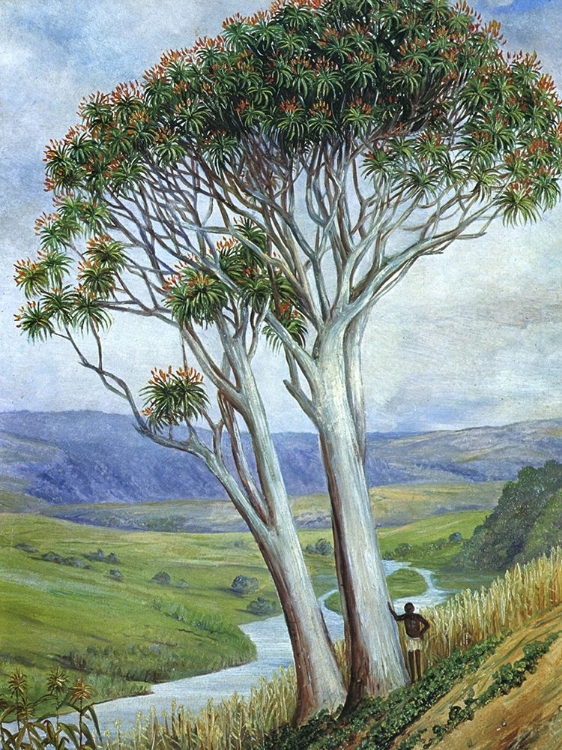 Picture of TRIO OF OLD ALOES, SOUTH AFRICA