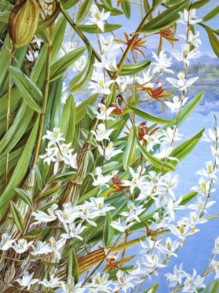 Picture of TURONG BIRD OR PIGEON ORCHID, SARAWAK