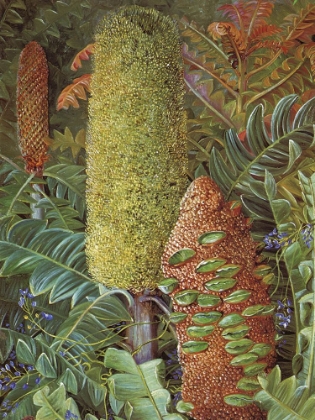 Picture of TWO WESTERN AUSTRALIAN SHRUBS