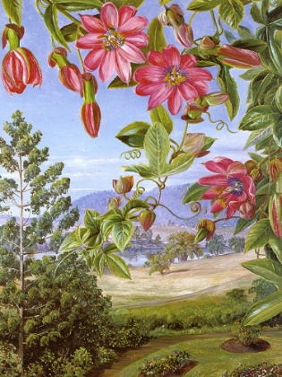 Picture of VIEW OF BRISBANE BOTANIC GARDENS