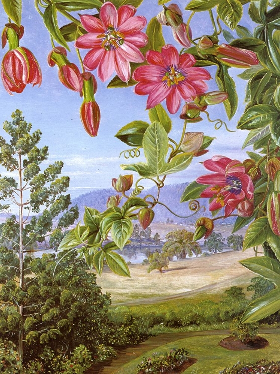 Picture of VIEW OF BRISBANE BOTANIC GARDENS