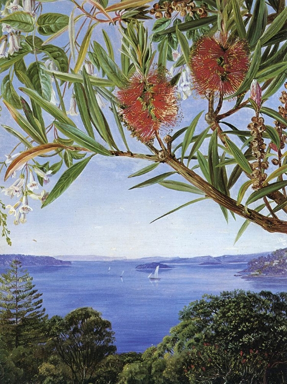 Picture of VIEW OF SYDNEY HARBOUR WITH A WONGA-WONGA VINE
