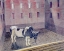 Picture of FRIESIAN BULL 1935