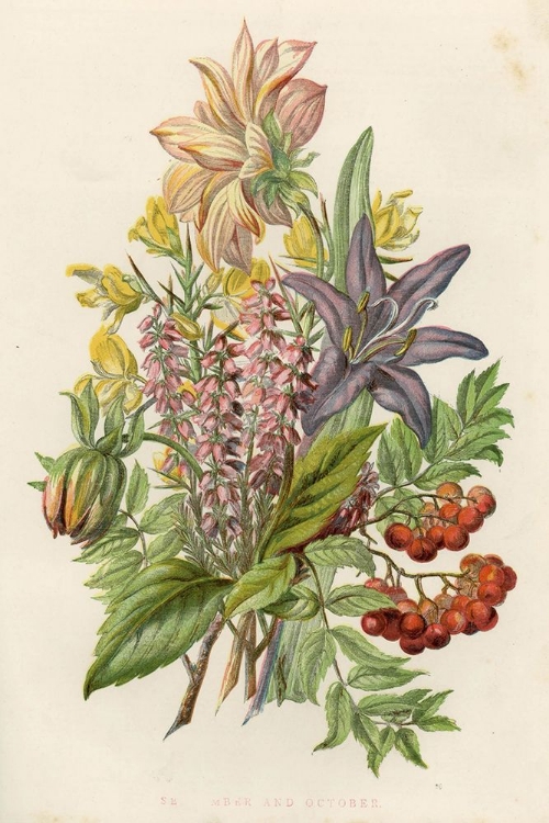 Picture of 1858 VOL. 14 - SEPT OCT FLOWERS