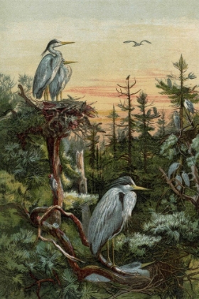 Picture of 1859 VOL. 15 - CRANES