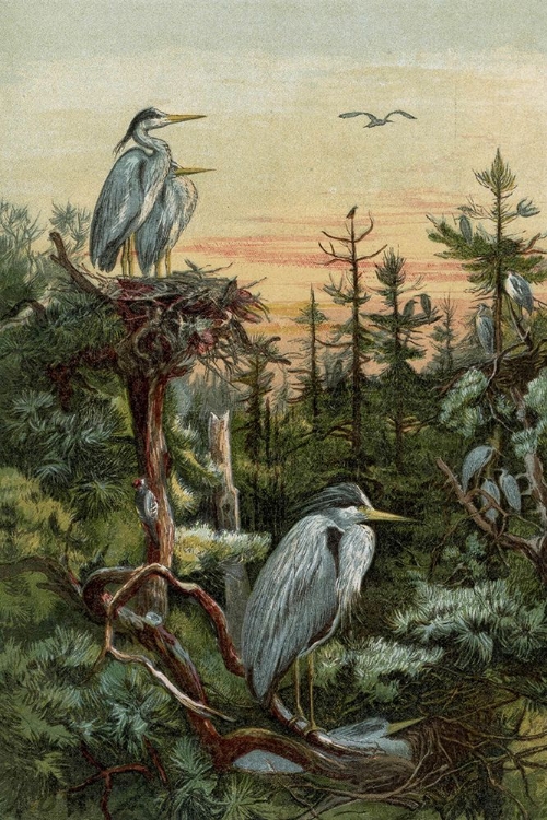 Picture of 1859 VOL. 15 - CRANES