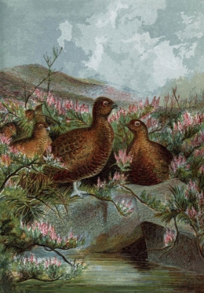 Picture of 1859 VOL. 15 - GROUSES