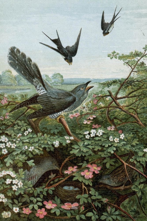 Picture of 1859 VOL. 15 - SWALLOWS AND CUCKOO