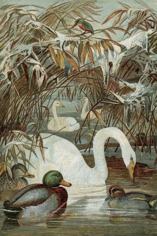 Picture of 1859 VOL. 15 - SWANS AND MALLARDS