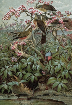 Picture of 1859 VOL. 15 - WINTER BIRDS