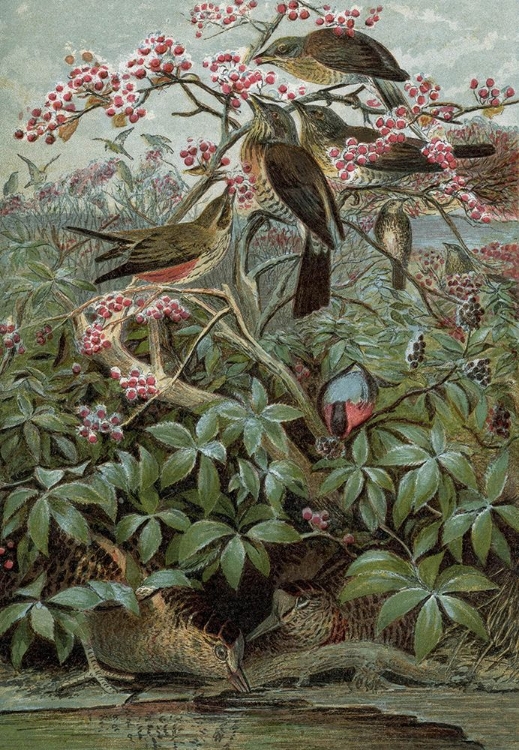 Picture of 1859 VOL. 15 - WINTER BIRDS
