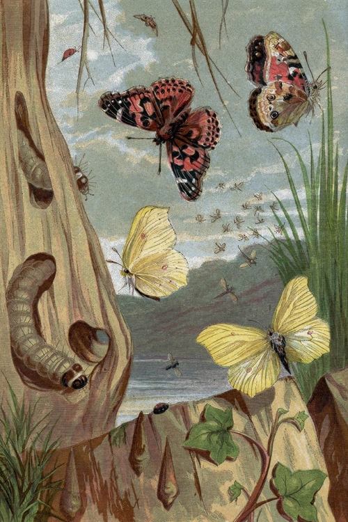 Picture of 1860 VOL. 16 - BUTTERFLIES AND MOTHS I