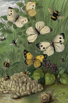 Picture of 1861 VOL. 16 - BUTTERFLIES AND MOTHS II