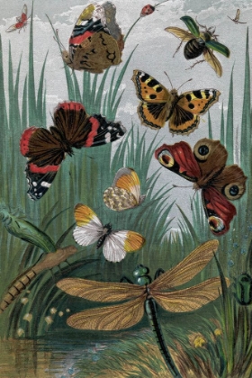 Picture of 1862 VOL. 16 - BUTTERFLIES AND MOTHS III