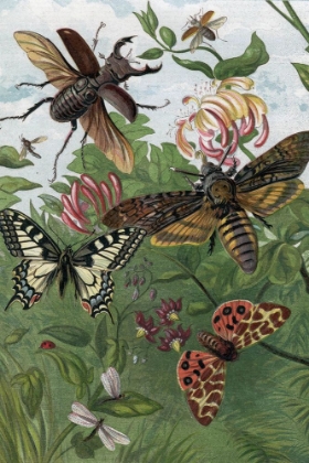 Picture of 1863 VOL. 16 - BUTTERFLIES AND MOTHS IV