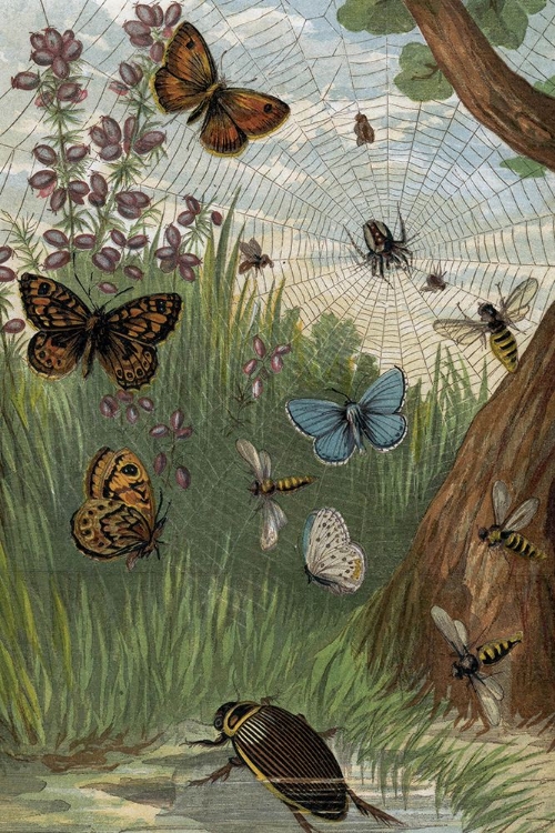 Picture of 1864 VOL. 16 - BUTTERFLIES AND MOTHS V