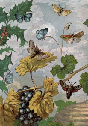 Picture of 1865 VOL. 16 - BUTTERFLIES AND MOTHS VI