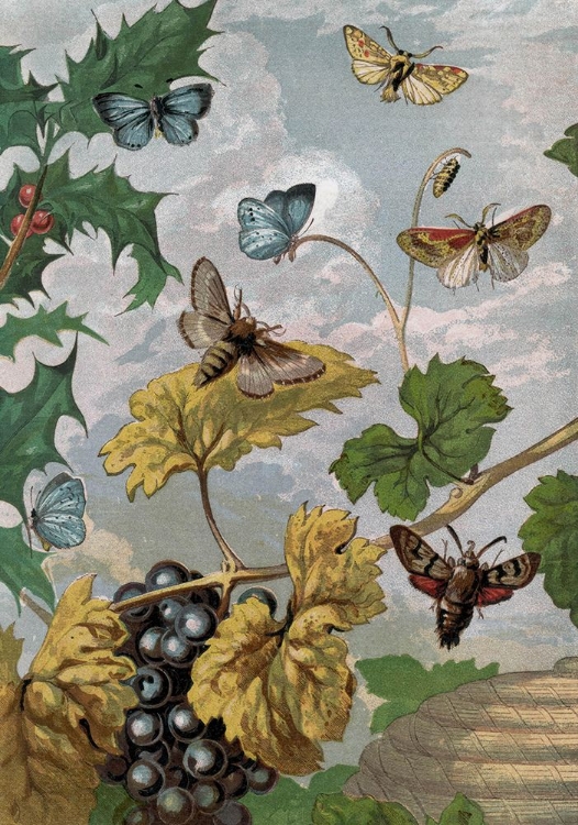 Picture of 1865 VOL. 16 - BUTTERFLIES AND MOTHS VI