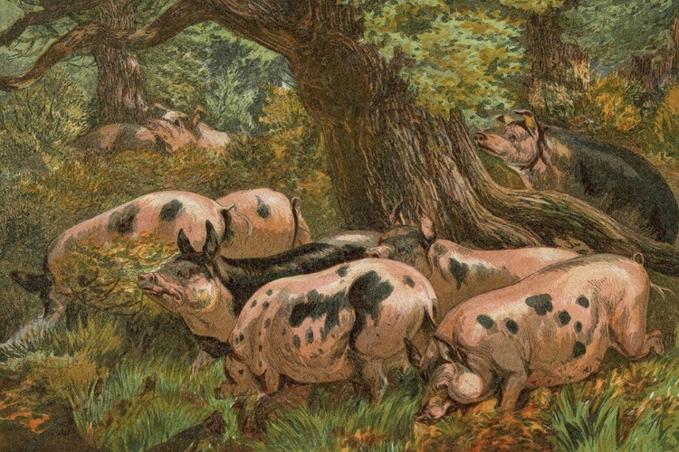 Picture of 1862 VOL. 18 - AUTUMN PIGS