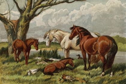 Picture of 1862 VOL. 18 - SUMMER HORSES