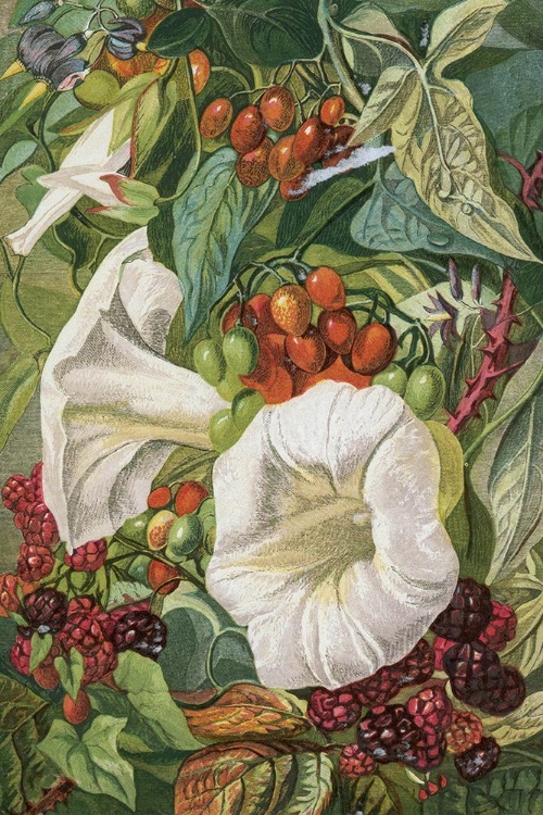 Picture of 1863 VOL. 19 - AUTUMN BERRIES, CONVOLVULUS