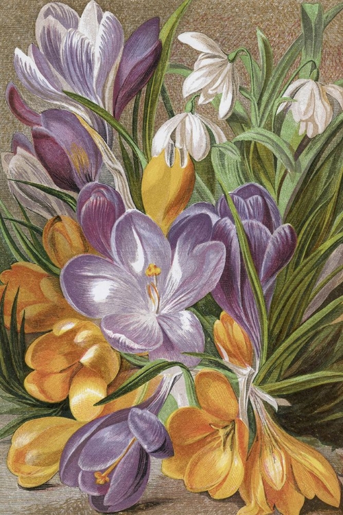 Picture of 1863 VOL. 19 - CROCUSES