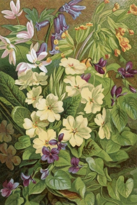Picture of 1863 VOL. 19 - PRIMROSE AND SPRING FLOWERS