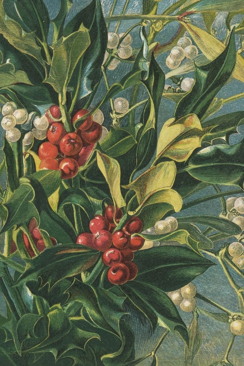 Picture of 1863 VOL. 19 - WINTER BERRIES
