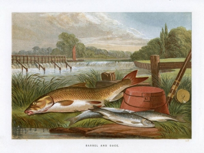 Picture of 1864 VOL. 20 - BARBEL AND DACE