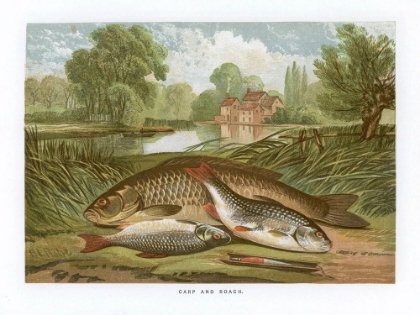 Picture of 1864 VOL. 20 - CARP AND ROACH
