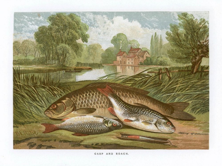 Picture of 1864 VOL. 20 - CARP AND ROACH