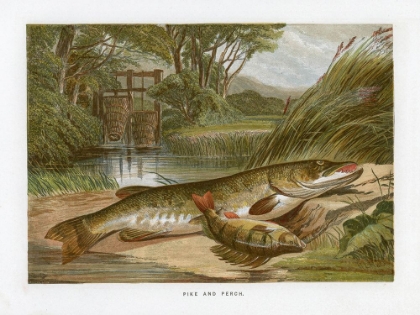 Picture of 1864 VOL. 20 - PIKE AND PERCH