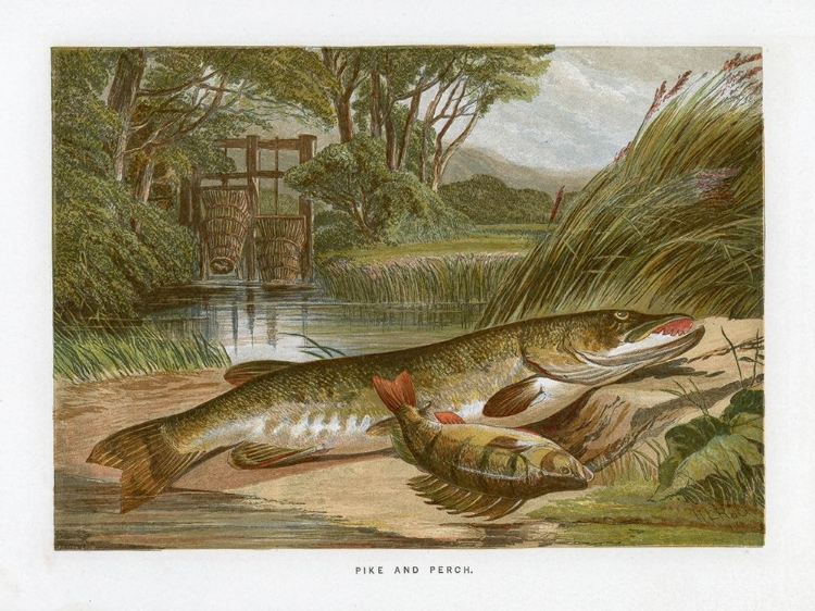 Picture of 1864 VOL. 20 - PIKE AND PERCH