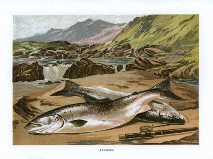 Picture of 1864 VOL. 20 - SALMON