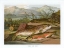 Picture of 1864 VOL. 20 - TROUT AND CHAR