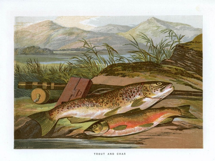 Picture of 1864 VOL. 20 - TROUT AND CHAR