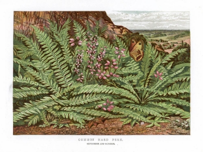Picture of 1865 VOL. 21 - COMMON HARD FERN
