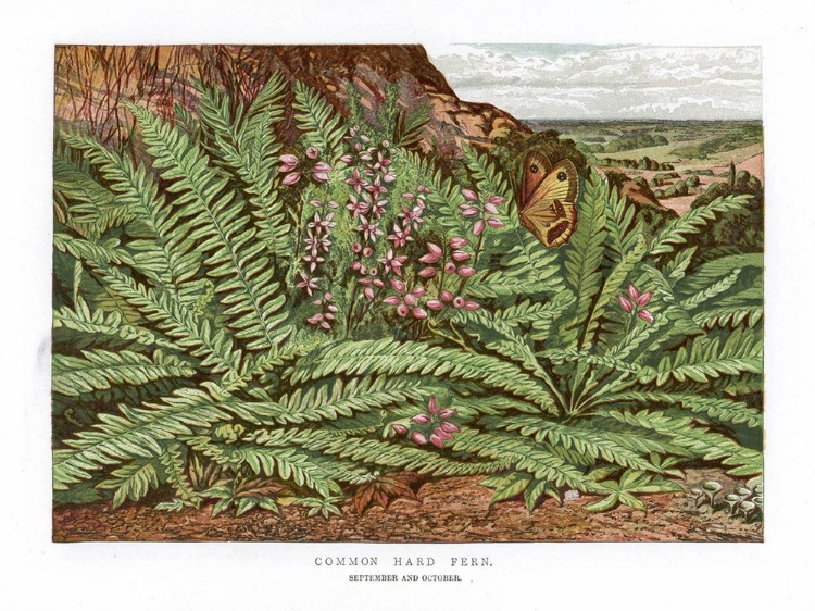 Picture of 1865 VOL. 21 - COMMON HARD FERN