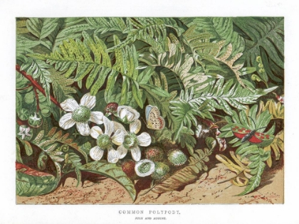 Picture of 1865 VOL. 21 - COMMON POLYPODY