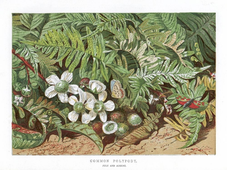 Picture of 1865 VOL. 21 - COMMON POLYPODY
