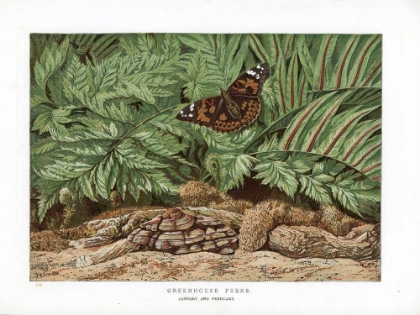 Picture of 1865 VOL. 21 - GREENHOUSE FERNS