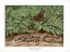 Picture of 1865 VOL. 21 - GREENHOUSE FERNS