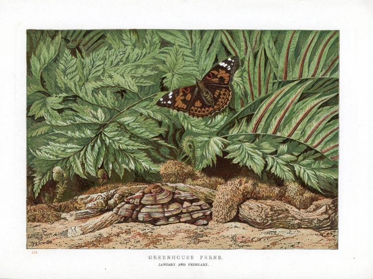 Picture of 1865 VOL. 21 - GREENHOUSE FERNS