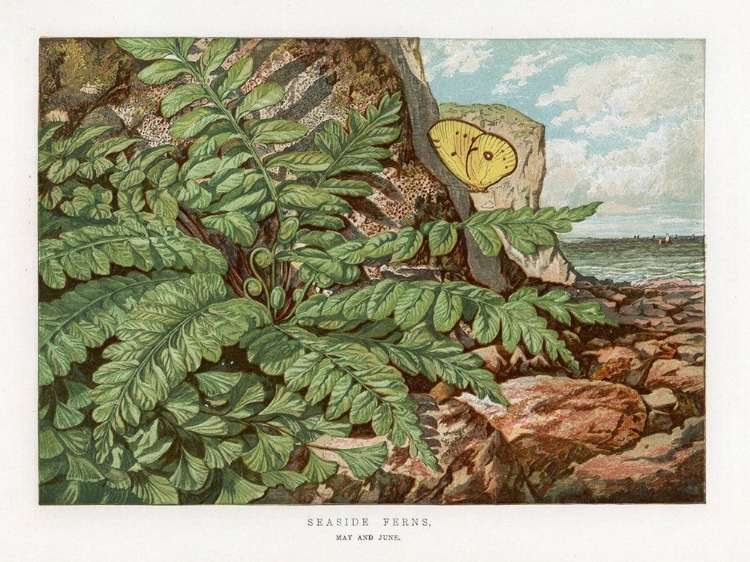 Picture of 1865 VOL. 21 - SEASIDE FERNS