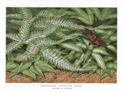 Picture of 1865 VOL. 21 - VARIEGATED HOTHOUSE FERNS