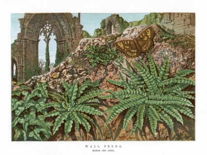 Picture of 1865 VOL. 21 - WALL FERNS