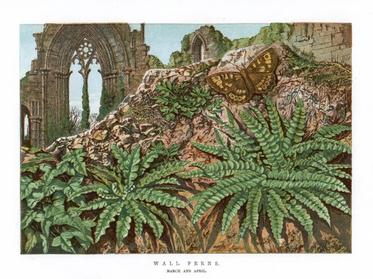 Picture of 1865 VOL. 21 - WALL FERNS